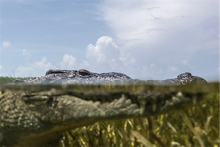 Close up portrait of American crocodile (crodoylus acutus) in the shallows of Chinchorro Atoll, Mexico Stock Photo - Premium Royalty-Free, Code: 649-08745544