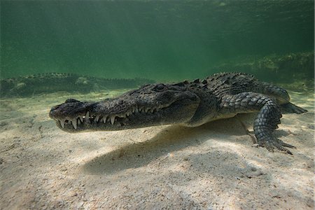 Two American crocodiles (crodoylus acutus) in the shallows of Chinchorro Atoll, Mexico Stock Photo - Premium Royalty-Free, Code: 649-08745545