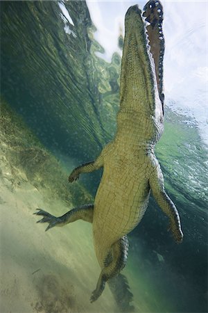 Low angle view of American crocodile (crodoylus acutus) in the shallows of Chinchorro Atoll, Mexico Foto de stock - Sin royalties Premium, Código: 649-08745547