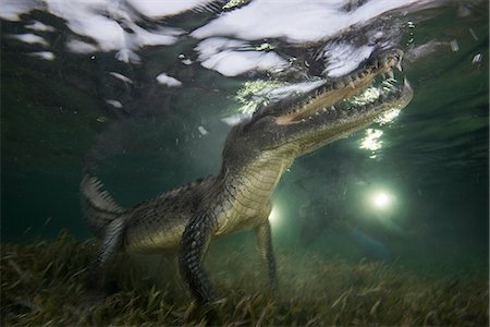 American crocodile (crodoylus acutus) in the shallows of Chinchorro Atoll, Mexico Stock Photo - Premium Royalty-Free, Code: 649-08745549