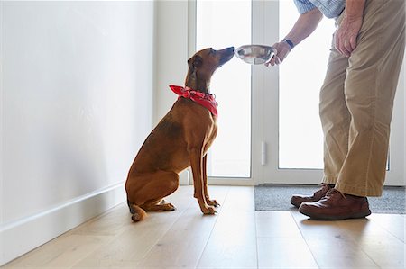 debajo de la cintura - Man feeding dog Foto de stock - Sin royalties Premium, Código: 649-08766311