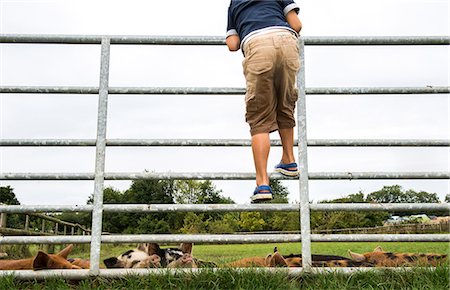 simsearch:649-08661114,k - Boy climbing gate to see pigs on farm Foto de stock - Royalty Free Premium, Número: 649-08824238