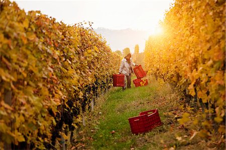 simsearch:649-08824422,k - Worker harvesting red grapes of Nebbiolo, Barolo, Langhe, Cuneo, Piedmont, Italy Fotografie stock - Premium Royalty-Free, Codice: 649-08824425