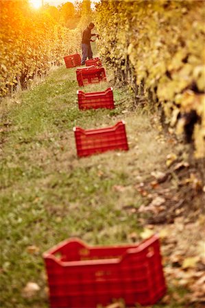 simsearch:649-08824422,k - Worker harvesting red grapes of Nebbiolo, Barolo, Langhe, Cuneo, Piedmont, Italy Fotografie stock - Premium Royalty-Free, Codice: 649-08824428