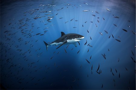 simsearch:614-09078687,k - White shark cruising around the crystal blue water of Guadalupe Island, Mexico Stock Photo - Premium Royalty-Free, Code: 649-08824524