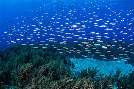 seabed - Sardines swimming over reef, Cancun, Mexico Stock Photo - Premium Royalty-Free, Code: 649-08824579