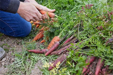 simsearch:649-07803606,k - Cropped view of man harvesting carrots Stockbilder - Premium RF Lizenzfrei, Bildnummer: 649-08824755