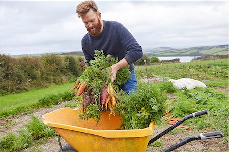 Man on farm harvesting carrots Photographie de stock - Premium Libres de Droits, Code: 649-08824756