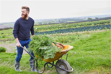 Man on farm pushing wheelbarrow of carrots Photographie de stock - Premium Libres de Droits, Code: 649-08824757