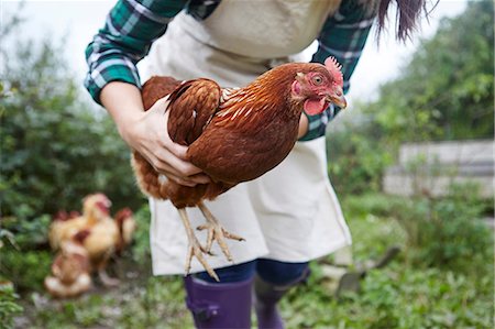 simsearch:649-08824786,k - Woman on chicken farm holding chicken Foto de stock - Sin royalties Premium, Código: 649-08824750