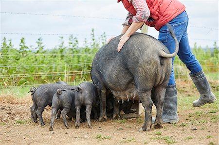simsearch:649-08824786,k - Man on farm feeding pig and piglets Foto de stock - Sin royalties Premium, Código: 649-08824776