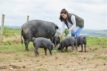 simsearch:649-08824786,k - Woman on farm feeding pig and piglets Foto de stock - Sin royalties Premium, Código: 649-08824778