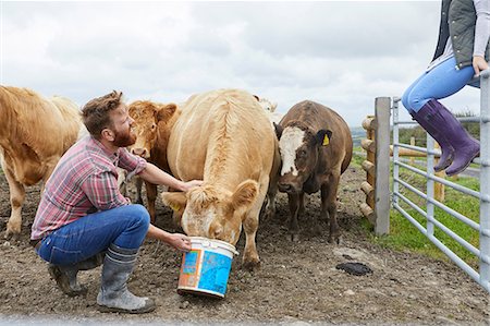 simsearch:400-05686822,k - Man on farm feeding cow from bucket Photographie de stock - Premium Libres de Droits, Code: 649-08824785