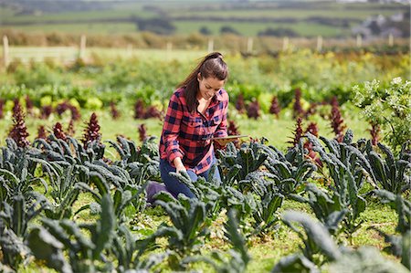 farming woman - Woman in vegetable garden using digital tablet Stock Photo - Premium Royalty-Free, Code: 649-08824796