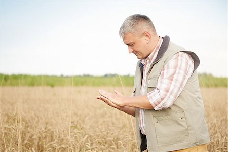 simsearch:6102-03905363,k - Farmer in wheat field quality checking wheat Stock Photo - Premium Royalty-Free, Code: 649-08825142