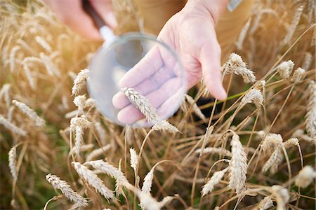 food production - Cropped view of farmers looking through magnifying glass at ear of wheat Stock Photo - Premium Royalty-Free, Code: 649-08825155