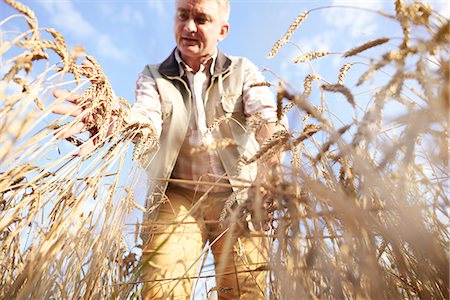 farmer looks up - Farmer in wheat field quality checking wheat Stock Photo - Premium Royalty-Free, Code: 649-08825159