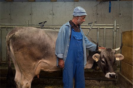 Senior male dairy farmer petting cow in shed, Sattelbergalm, Tyrol, Austria Stock Photo - Premium Royalty-Free, Code: 649-08825260