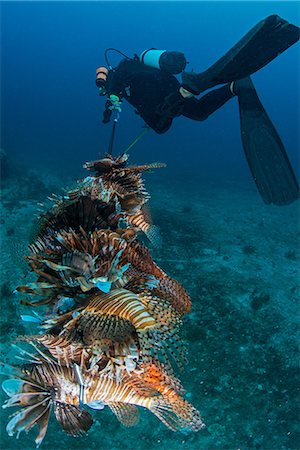 Diver collects invasive lionfish from local reef Photographie de stock - Premium Libres de Droits, Code: 649-08840011