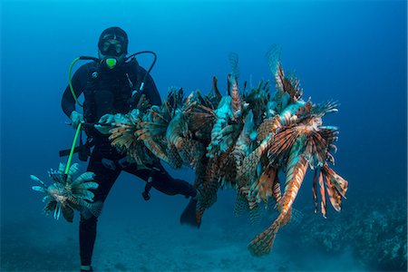 Diver collects invasive lionfish from local reef Stock Photo - Premium Royalty-Free, Code: 649-08840012