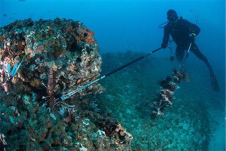 Diver collects invasive lionfish from local reef Stock Photo - Premium Royalty-Free, Code: 649-08840013
