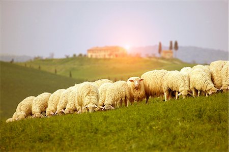 simsearch:649-07239783,k - Herd of sheep grazing on field, Val d'Orcia, Siena, Tuscany, Italy Stock Photo - Premium Royalty-Free, Code: 649-08840175