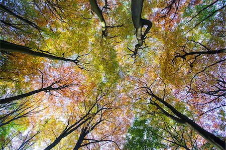 forest sky worms eye view - Low angle view of autumn trees against blue sky in forest Stock Photo - Premium Royalty-Free, Code: 649-08840783