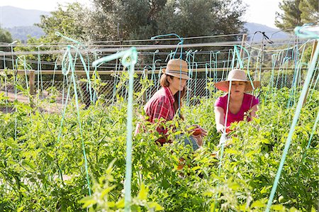 Two young female gardeners tending tomato plants on organic farm Stock Photo - Premium Royalty-Free, Code: 649-08859538