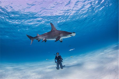Diver watching Great Hammerhead shark, underwater view Photographie de stock - Premium Libres de Droits, Code: 649-08859731