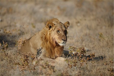 simsearch:846-09181913,k - Lion lying in arid plain, Namibia, Africa Photographie de stock - Premium Libres de Droits, Code: 649-08859836