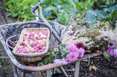 Picked flowers, Helichrysum bracteatum, in wheelbarrow Photographie de stock - Premium Libres de Droits, Code: 649-08859861