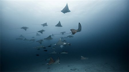 simsearch:614-08982662,k - Large group of Eagle Rays, underwater view, Cancun, Mexico Stock Photo - Premium Royalty-Free, Code: 649-08859927