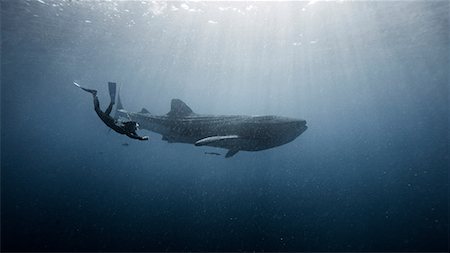 simsearch:649-07065267,k - Diver swimming with Whale shark, underwater view, Cancun, Mexico Photographie de stock - Premium Libres de Droits, Code: 649-08859936