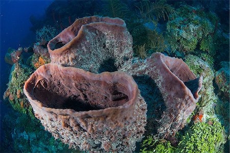 Massive sponges at unspoiled reefs, Chinchorro Banks, Quintana Roo, Mexico Photographie de stock - Premium Libres de Droits, Code: 649-08859939
