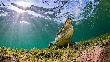 Saltwater Crocodile, underwater view, Chinchorro Banks, Mexico Photographie de stock - Premium Libres de Droits, Code: 649-08859930