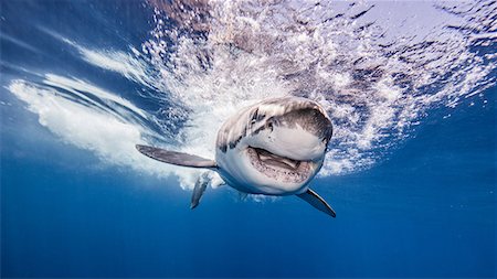 shark front view - Great white shark, underwater view, Guadalupe Island, Mexico Stock Photo - Premium Royalty-Free, Code: 649-08859933