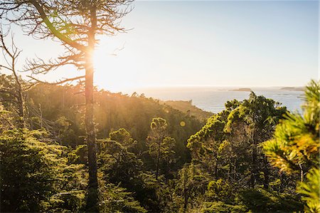 Elevated view of coastal forest, Pacific Rim National Park, Vancouver Island, British Columbia, Canada Stock Photo - Premium Royalty-Free, Code: 649-08860033