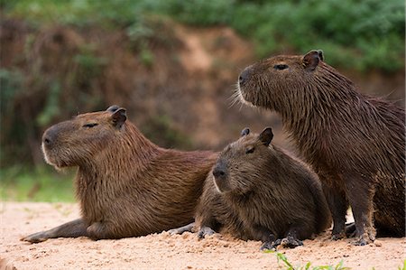 Three capybara (Hydrochaeris hydrochaeris) on riverbank, Pantanal, Mato Grosso, Brazil Photographie de stock - Premium Libres de Droits, Code: 649-08860048