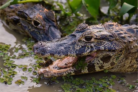 Head shot of two yacare caiman (Caiman crocodylus yacare) in wetland waters, Pantanal, Mato Grosso, Brazil Photographie de stock - Premium Libres de Droits, Code: 649-08860052