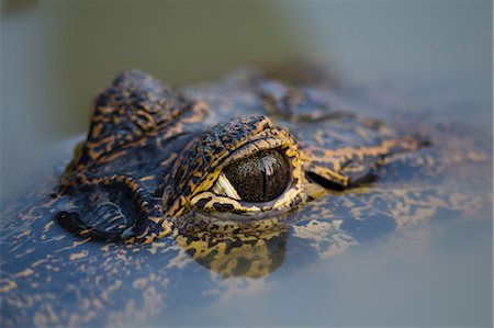 simsearch:614-09078856,k - Close up of Yacare caiman's (Caiman crocodylus yacare) eye on surface of water, Pantanal, Mato Grosso, Brazil Stock Photo - Premium Royalty-Free, Code: 649-08860053