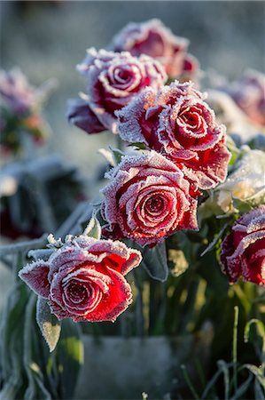 Close up of frost on red roses Foto de stock - Sin royalties Premium, Código: 649-08860088
