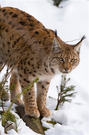 sveglio - European lynx (Lynx linx), Bavarian Forest National Park, Bavaria, Germany Fotografie stock - Premium Royalty-Free, Codice: 649-08860157