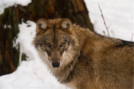 Gray wolf (Canis lupus), Bavarian Forest National Park, Bavaria, Germany Foto de stock - Sin royalties Premium, Código: 649-08860160