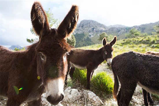 Catalan donkeys in the La Tramuntana mountain range, Majorca, Spain Foto de stock - Sin royalties Premium, Código de la imagen: 649-08860367