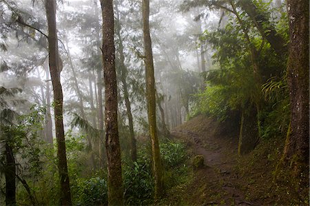 Path through misty tropical rainforest, Reunion Island Foto de stock - Sin royalties Premium, Código: 649-08860401