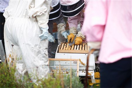 simsearch:614-08826902,k - Group of beekeepers inspecting hive Foto de stock - Sin royalties Premium, Código: 649-08860417