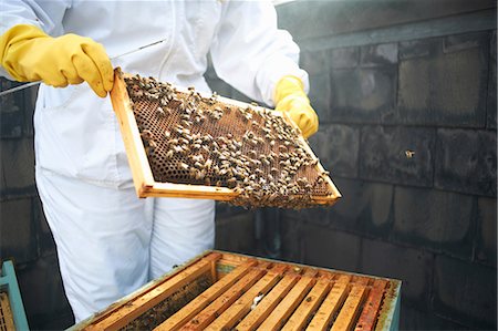 simsearch:614-08826897,k - Beekeeper inspecting hive frame, mid section Stock Photo - Premium Royalty-Free, Code: 649-08860412