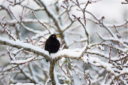 Male Blackbird (Turdus merula) on snow-covered tree Foto de stock - Royalty Free Premium, Número: 649-08894523