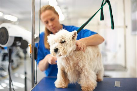 Woman grooming dog in pet salon Photographie de stock - Premium Libres de Droits, Code: 649-08894564