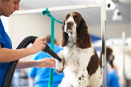 pata (con garra) - Woman grooming dog in pet salon Foto de stock - Sin royalties Premium, Código: 649-08894561